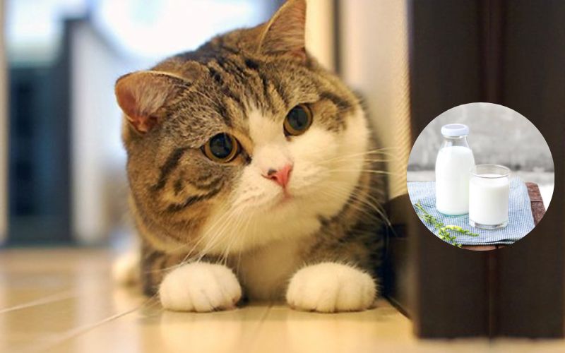 Mèo uống sữa gì? Những điều cần biết khi cho mèo uống sữa