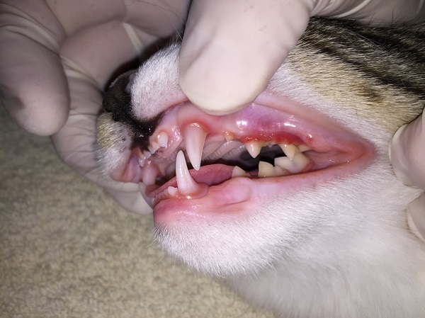 TOP 3 bệnh răng miệng ở mèo phổ biến hàng đầu Thế giới loài mèo