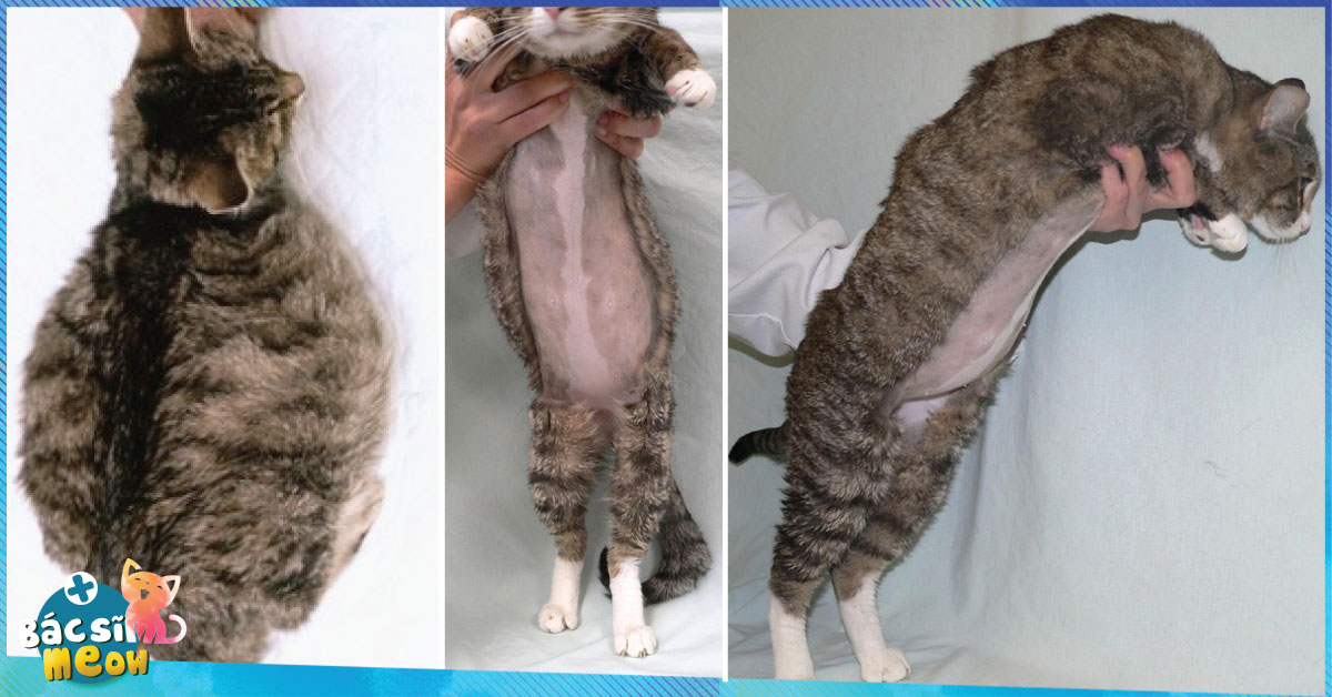 Bệnh FIP ở mèo (viêm phúc mạc): cách nhận biết và phòng ngừa - Tapilu