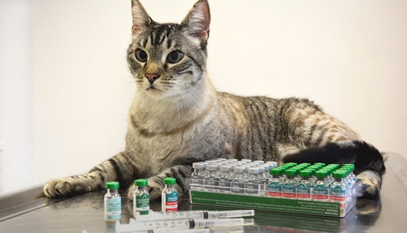 Tiêm phòng vắc - xin đúng cách cho mèo cưng của bạn - Bệnh viện Thú Y Thi  Thi TP HCM